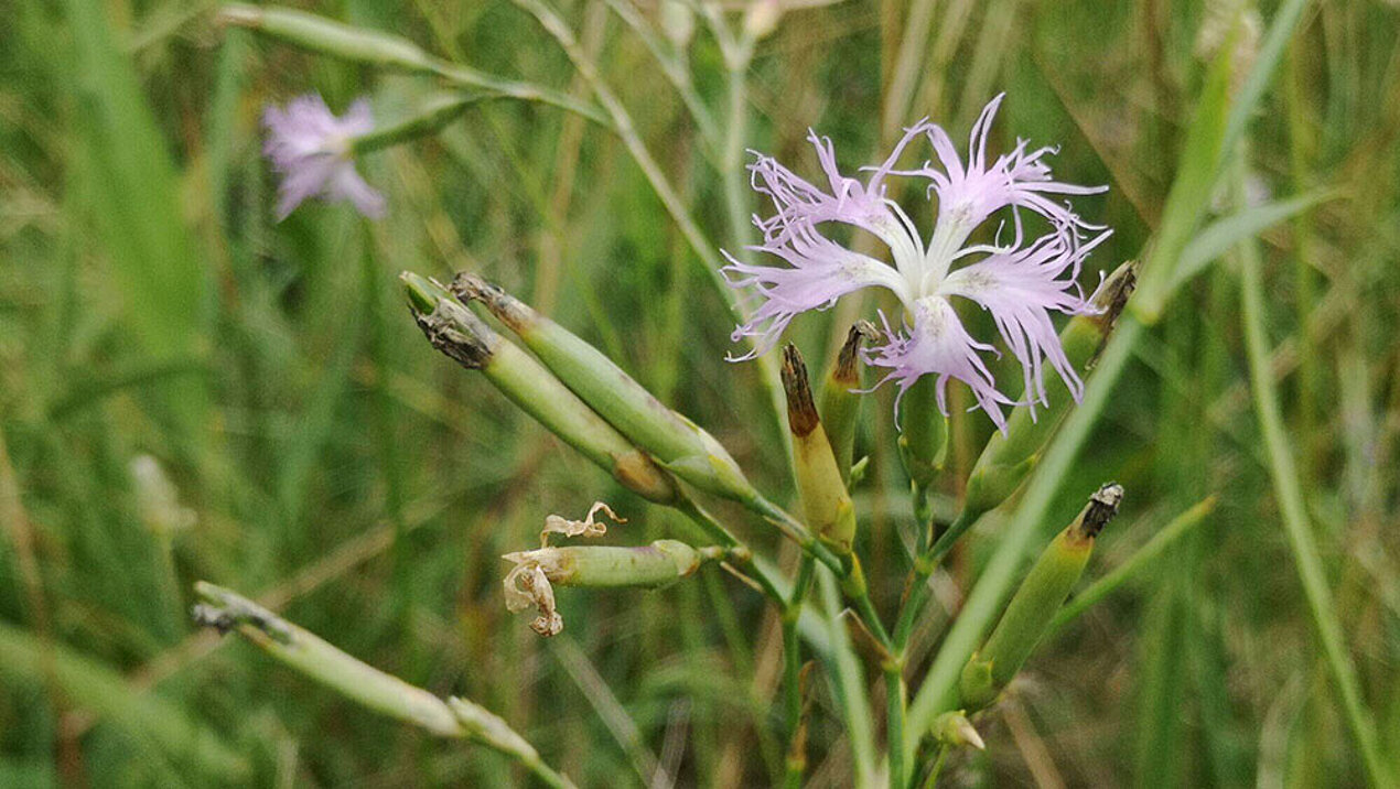 Naturschutz: ORS unterstützt Zukunft des "Herrngras" in Moosbrunn Feuchtwiesen-Prachtnelke